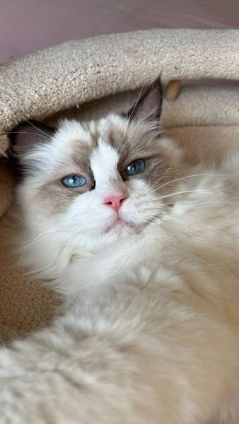 Ragdoll