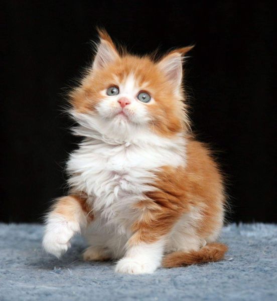 Maine Coon