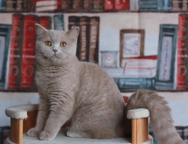 British Shorthair