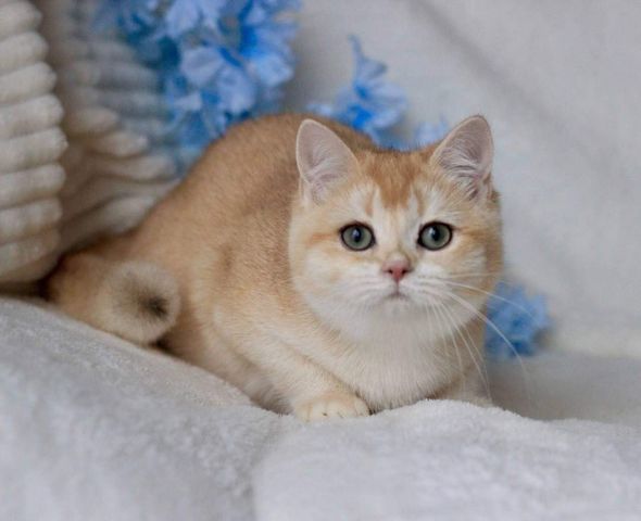 British Shorthair