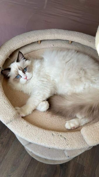 Ragdoll