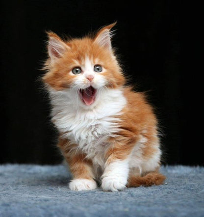 Maine Coon