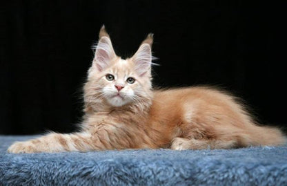 Maine Coon