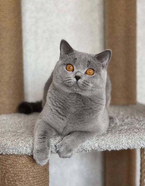 British Shorthair