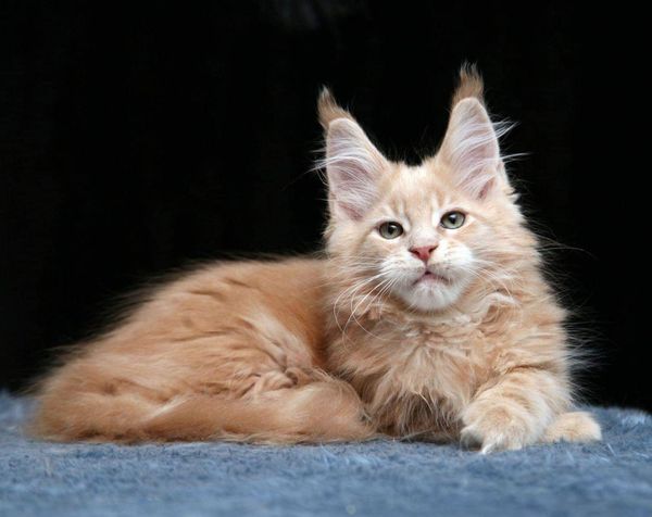 Maine Coon