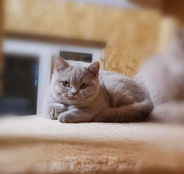 British Shorthair