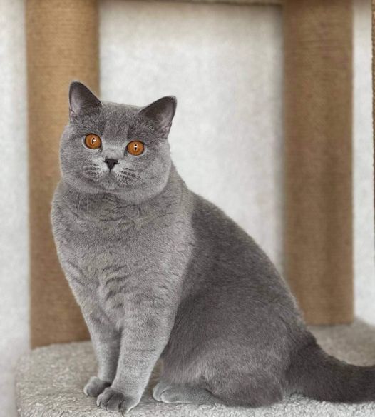 British Shorthair