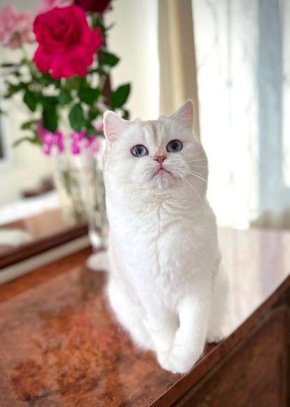 British Shorthair