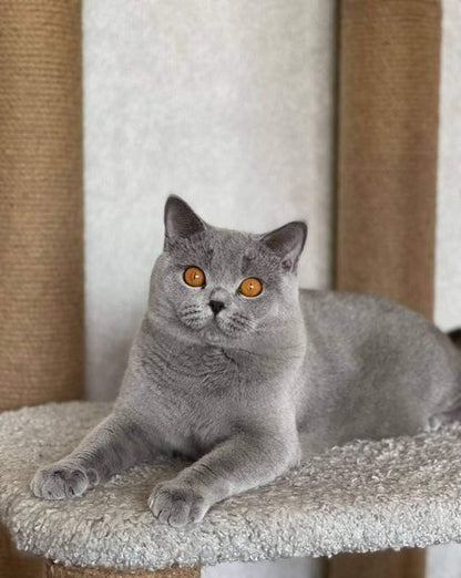 British Shorthair