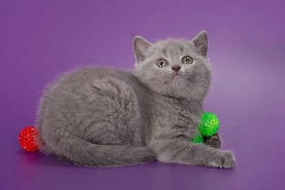 British Shorthair