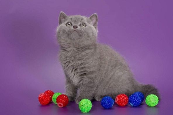 British Shorthair