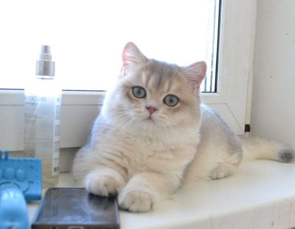 British Shorthair