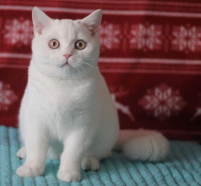 British Shorthair