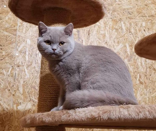 British Shorthair