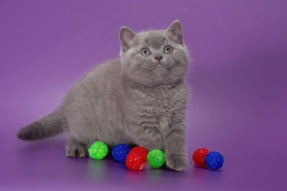 British Shorthair