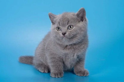 British Shorthair