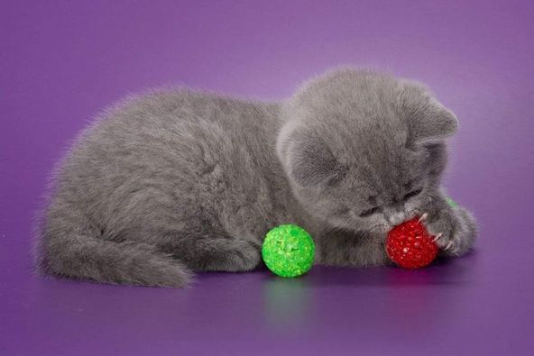 British Shorthair