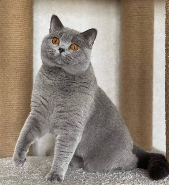 British Shorthair