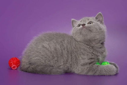 British Shorthair