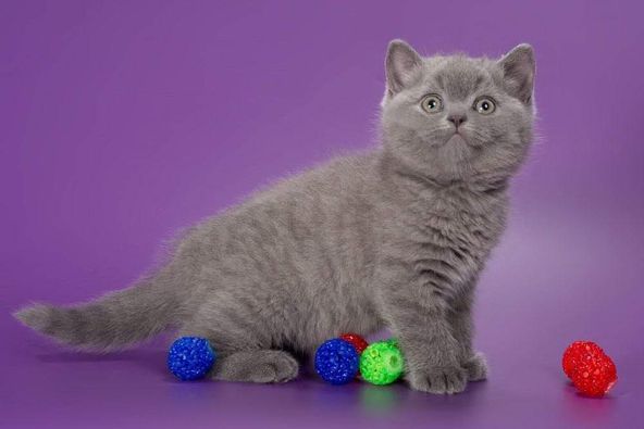 British Shorthair