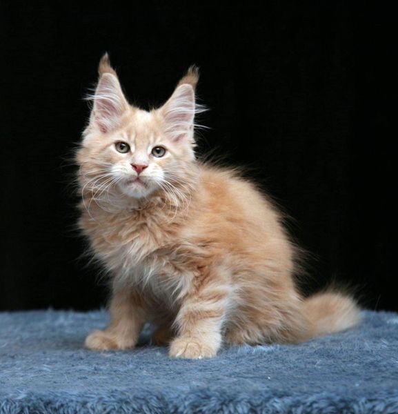 Maine Coon