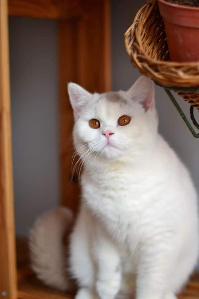 Copy of British Shorthair