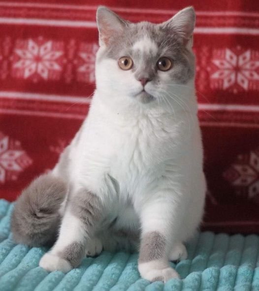 British Shorthair