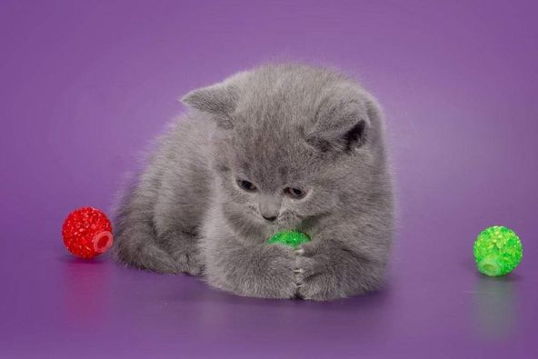 British Shorthair