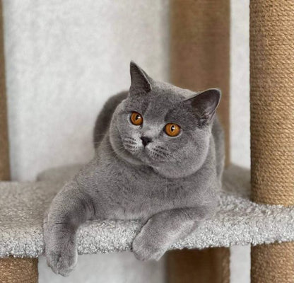 British Shorthair