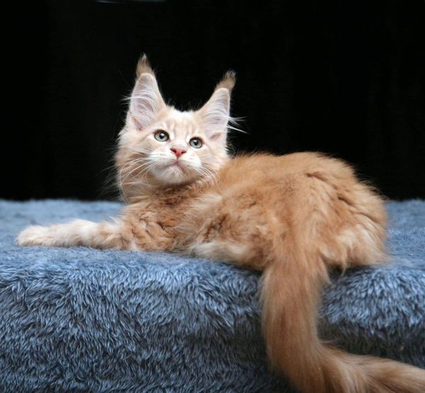 Maine Coon