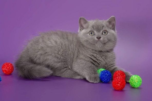 British Shorthair