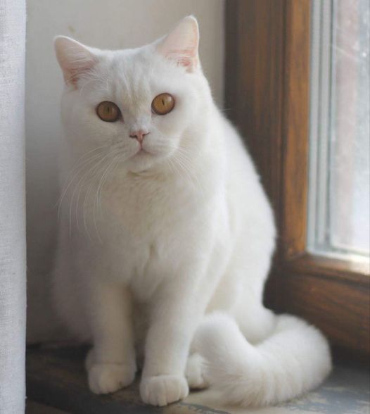 British Shorthair