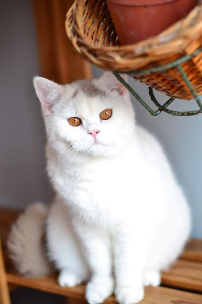 Copy of British Shorthair