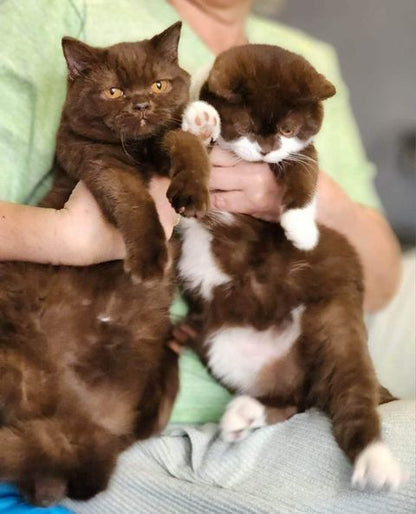 British Shorthair