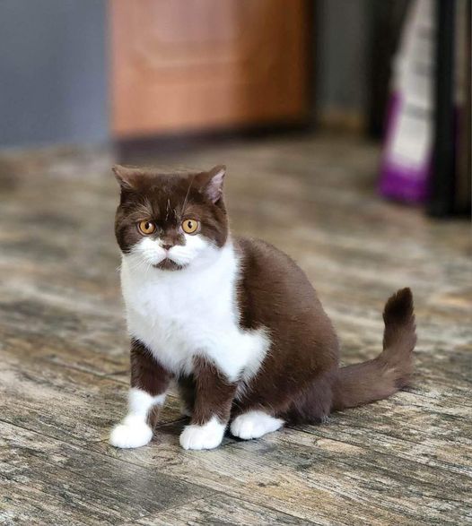 British Shorthair