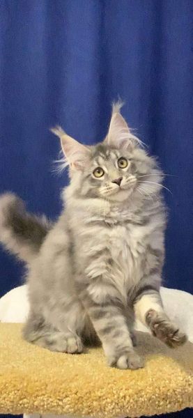 Maine Coon