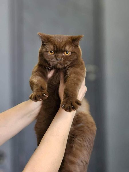 British Shorthair