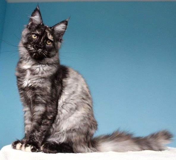 Maine Coon