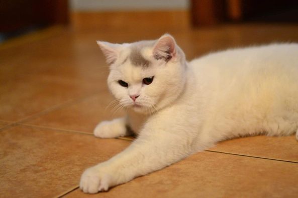 Copy of British Shorthair