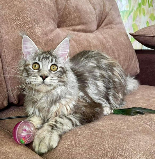 Maine Coon