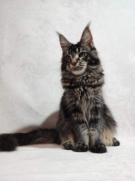 Maine Coon