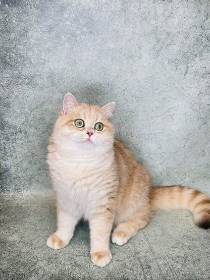 British Shorthair