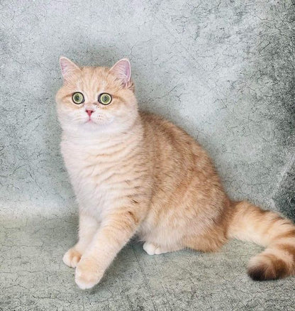 British Shorthair