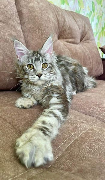 Maine Coon