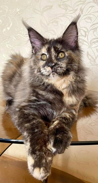 Maine Coon