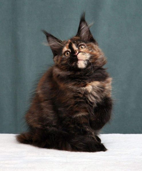 Maine Coon