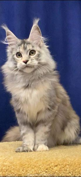 Maine Coon