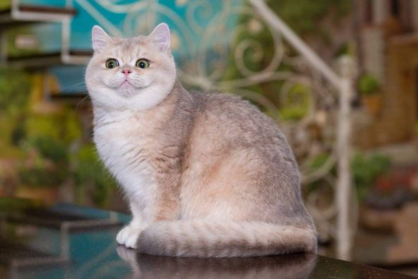 British Shorthair