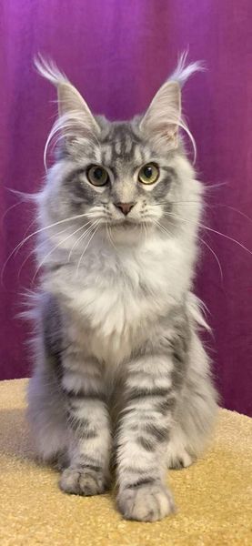 Maine Coon