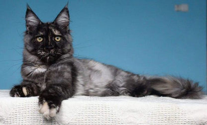 Maine Coon